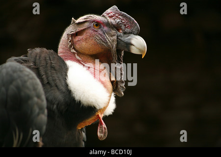 Condor des Andes (Vultur gryphus) Banque D'Images