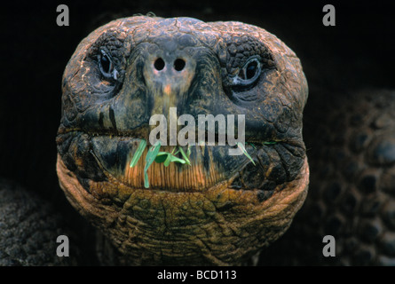 Tortue des Galapagos (Geochelone nigra détail visage) manger le feuillage. L'île de Santa Cruz. Îles Galapagos. Banque D'Images
