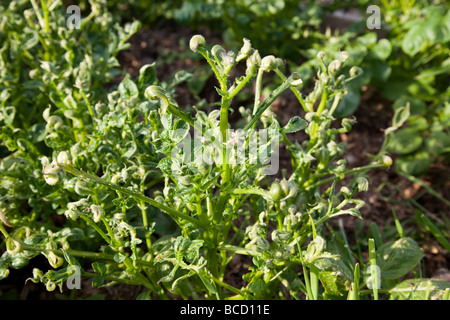 Les jeunes plants de pommes de terre endommagées par de plus en plus contaminés par du fumier herbicide Aminopyralid Banque D'Images