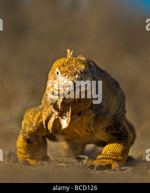 Iguane terrestre des Galapagos (Conolophus subcristatus) Urbina Bay. L'île Isabela. Îles Galápagos Banque D'Images