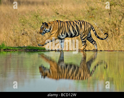 Tigre du Bengale (Panthera tigris tigris) mâle sur le lac. Bandhavgarh. L'Inde Banque D'Images