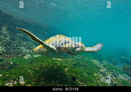 Les Galapagos Tortue verte (Chelonia mydas) agassi sous l'eau. Îles Galápagos Banque D'Images