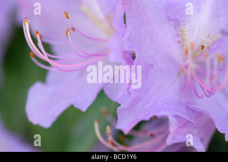 Couleurs douces et éthérées de fleurs d'azalées élégante fine art photography Photographie Jane Ann Butler JABP491 Banque D'Images