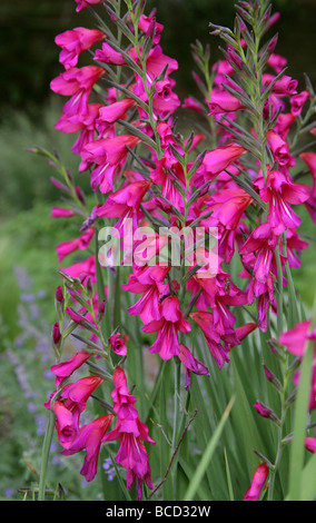 Sword Lily, sifflement Jack ou de l'Est, glaïeul Gladiolus communis, Iridaceae Banque D'Images