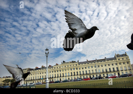 Les pigeons en vol le long de la promenade de Hove pelouses en face de la terrasse du Nouveau-Brunswick Regency dans la ville de Brighton et Hove, Sussex. Banque D'Images