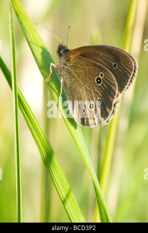 Aphantopus hyperantus ringlet, Banque D'Images