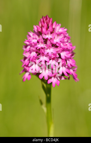 [Orchidée pyramidale], [Anacamptis pyramidalis], UK Banque D'Images