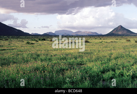 Floraison vert de l'herbe après la pluie de la réserve nationale de Samburu, Kenya Afrique de l'Est Banque D'Images