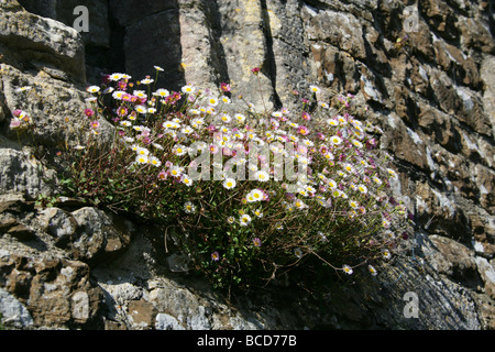 Fleabane Erigeron karvinskianus, mexicain, Asteraceae, poussant sur un mur de pierre Banque D'Images