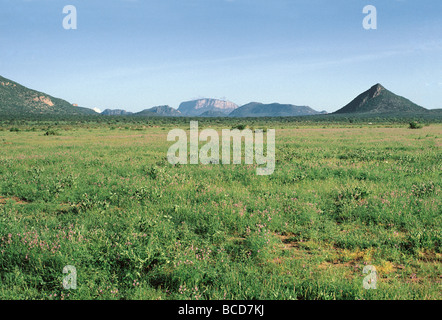 Floraison vert de l'herbe après la pluie de la réserve nationale de Samburu, Kenya Afrique de l'inselberg Granit pic de Ololokwe en arrière-plan Banque D'Images