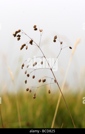 Quaking-Grass commun Banque D'Images