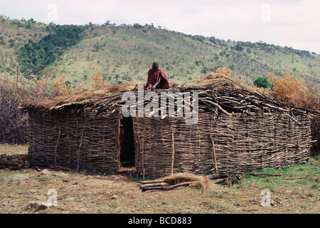 Masaï travaillant sur toit de nouvelle cabane Masai Mara National Reserve Kenya Afrique de l'Est Banque D'Images