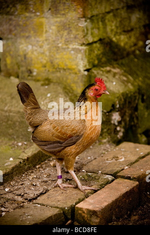 Old English poules bantam en milieu rural Banque D'Images