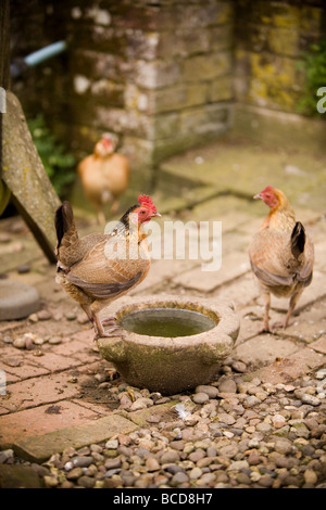 Old English poules bantam en milieu rural Banque D'Images