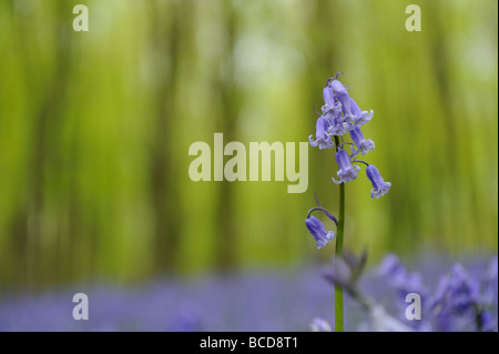 Une politique commune de Bluebell Hyacinthoides non scripta dans un tapis de jacinthes des bois contre un arrière-plan flou Banque D'Images