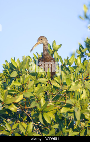 Aramus guarauna Limpkin San Blas Nayarit Mexique Mars 28 Aramidae Adultes Banque D'Images