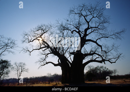 La belle forme d'un gigantesque BAOBAB PARC NATIONAL MATUSADONA ZIMBABWE Banque D'Images