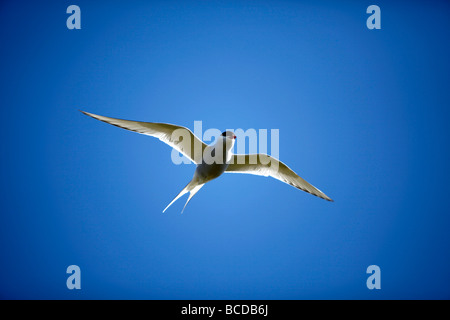 Sterne arctique Sterna paradisaea Grimsey Island sur le cercle arctique, l'Islande Banque D'Images