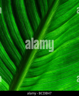 Détail d'une feuille de Canna Lily Banque D'Images