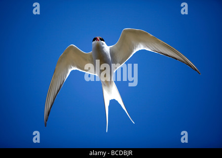 Sterne arctique Sterna paradisaea Grimsey Island sur le cercle arctique, l'Islande Banque D'Images