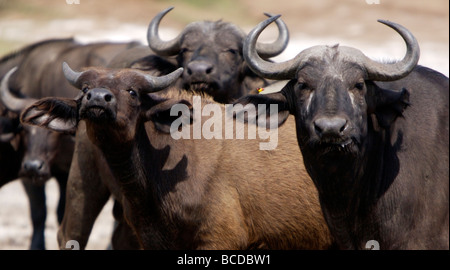 Les buffles du cap, Canal Kazinga, Ouganda Banque D'Images