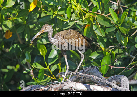 Aramus guarauna Limpkin San Blas Nayarit Mexique Mars 28 Aramidae Adultes Banque D'Images