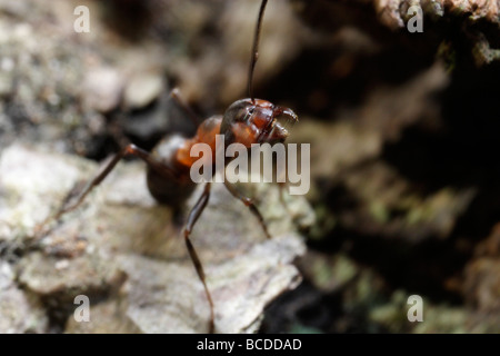 Formica rufa, la fourmi du sud ou de l'ant, menaçant le viewer (flou !) Banque D'Images