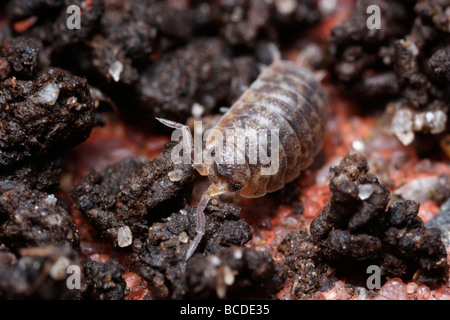 Porcellio scaber, rugueux ou un cloporte commun cloporte rugueux Banque D'Images