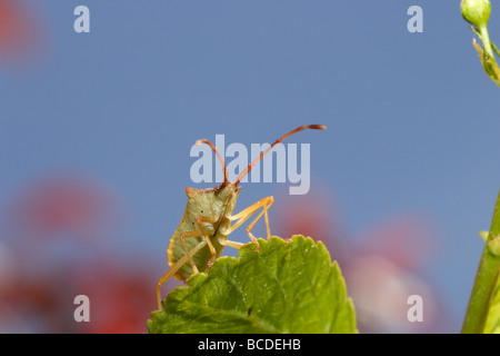 Un vrai bug des Pentatomidae, tourné contre le ciel bleu. Banque D'Images