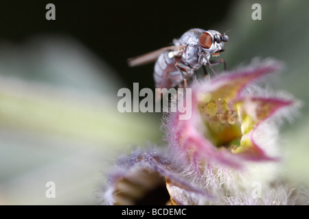 C'est une mouche du genre Leucopis sp. du Chamaemyiidae. La larve se nourrit de pucerons. Il s'appelle silver fly fly pucerons ou Banque D'Images