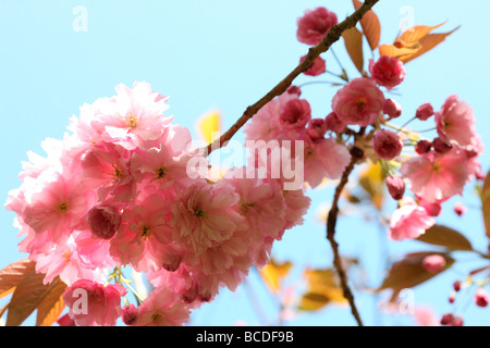 Un goût de printemps prunus cherry blossom fine art photography Photographie Jane Ann Butler JABP454 Banque D'Images