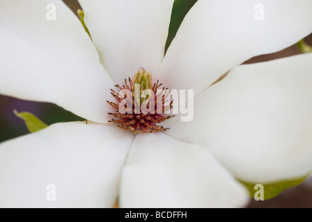 Belle fleur de magnolia avec le pollen fine art photography Photographie Jane Ann Butler JABP443 Banque D'Images