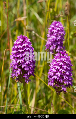 Close up de trois orchidées Anacamptis pyramidalis, pyramidale Banque D'Images