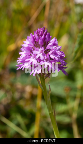 De près de l'Orchidée pyramidale Anacamptis pyramidalis, Banque D'Images