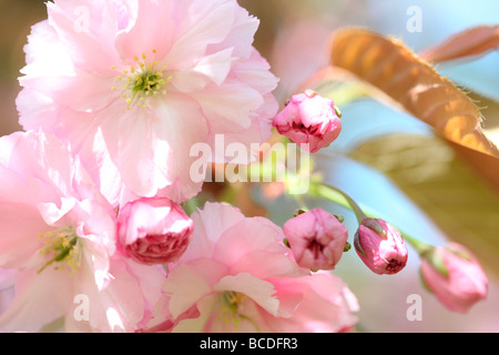 Un goût de printemps prunus cherry blossom fine art photography Photographie Jane Ann Butler JABP457 Banque D'Images