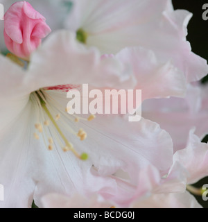 Un goût de printemps belle grappe rhododendron blanc avec bouton rose pâle, Fine art Photography Jane Ann Butler JABP437 Banque D'Images