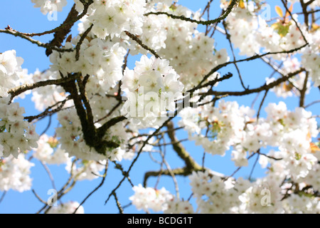 Un goût de printemps de belles grappes de fleurs de cerisier blanc la grande Tai Haku Fine art Photography Jane Ann Butler Photographe Banque D'Images