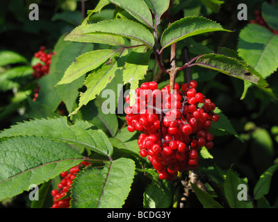 Sambucus racemosa ou l'aîné rouge fruits rouges Banque D'Images