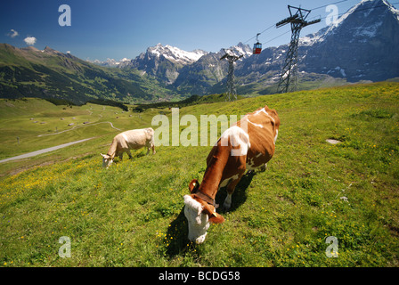 Vaches dans valley en Suisse Banque D'Images