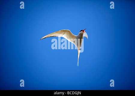 Sterne arctique Sterna paradisaea Grimsey Island sur le cercle arctique, l'Islande Banque D'Images