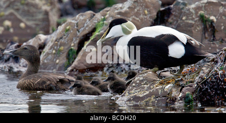 Common Eider famille prend de l'eau Banque D'Images
