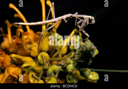 Une Mante priant sur une plante du désert de Grevillea, le nettoyage de sa patte avant. Banque D'Images