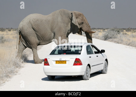 L'Eléphant d'Afrique Loxodonta africana Bull Crossing Road en face de voiture dans le parc national d'Etosha, Namibie Banque D'Images