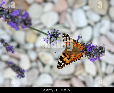 PAINTED LADY BUTTERFLY (Cynthis cardui) PERCHÉ SUR LA LAVANDE n'a qu'une durée de vie de deux semaines Banque D'Images