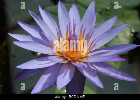 Fleur de lotus bleu violet close up Nymphea Banque D'Images