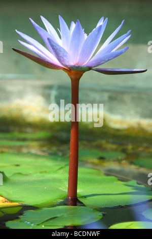 Fleur de lotus bleu violet close up Nymphea Banque D'Images