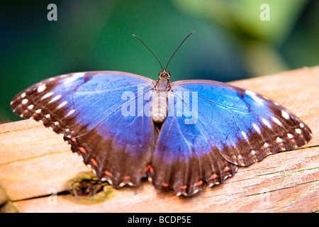 Papillon Bleu morpho peleides morpho (lat.) avec les ailes ouvertes Banque D'Images