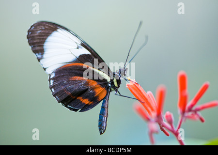 Golden helicon (lat. heliconius hecale) alimentation papillon sur une fleur rouge nectar Banque D'Images