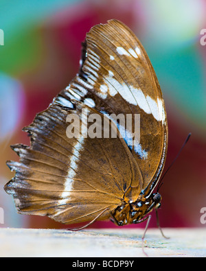 Papillon marin (lat. neptis hylas) macro avec l'arrière-plan flou coloré Banque D'Images