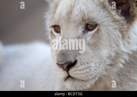 Head shot of a white lion cub. Banque D'Images